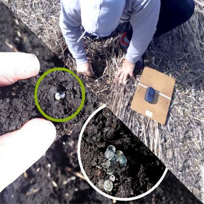 Conteo de las babosas, bichos bolitas y huevos de babosas