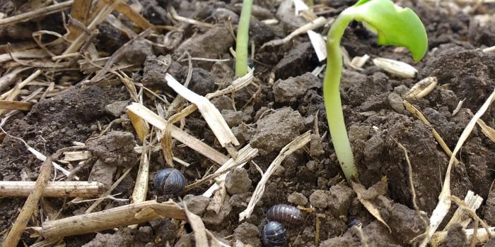 Monitoreo y aplicación